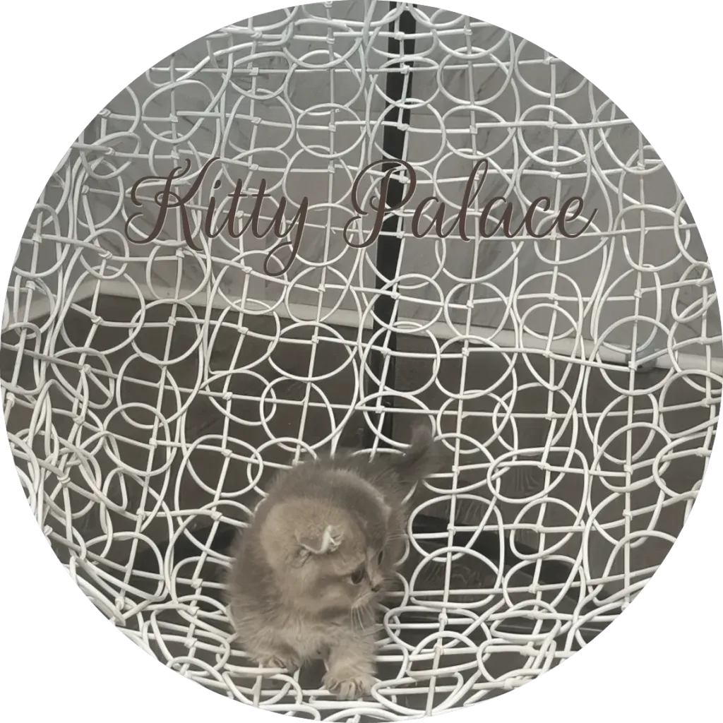 Scottish Munchkin blue golden chinchilla kitten exploring a white hanging chair