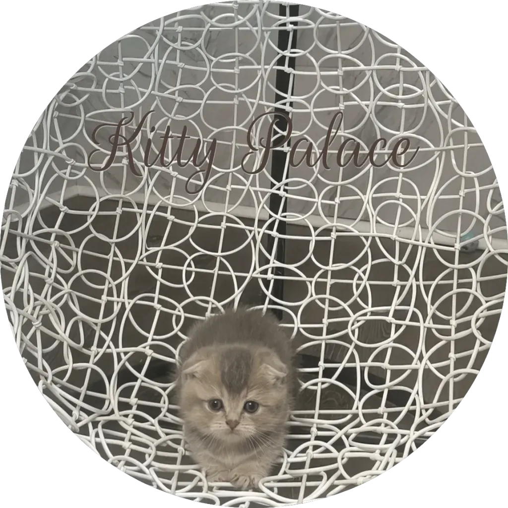 Scottish Munchkin kitten with grey-gold fur on a white wicker chair