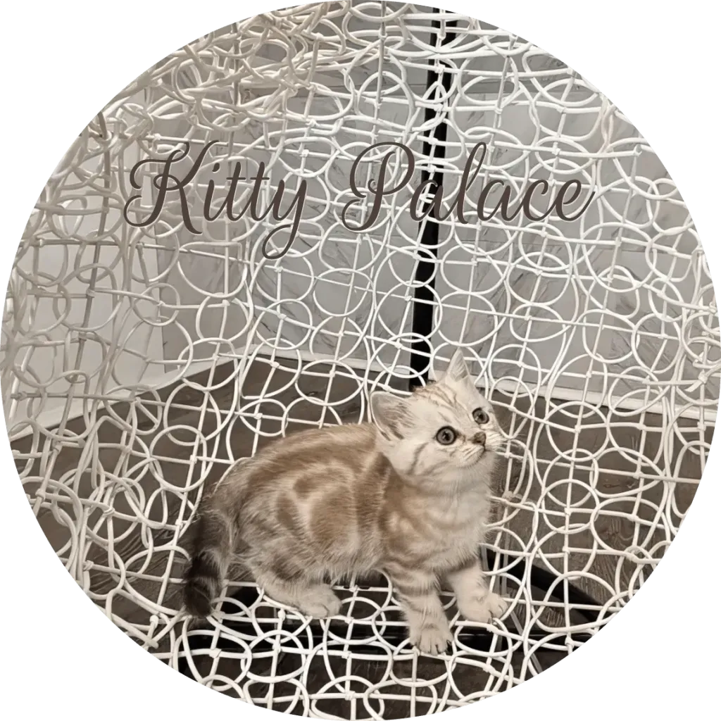 Scottish Straight female kitten Lady looking up on a white wire chair