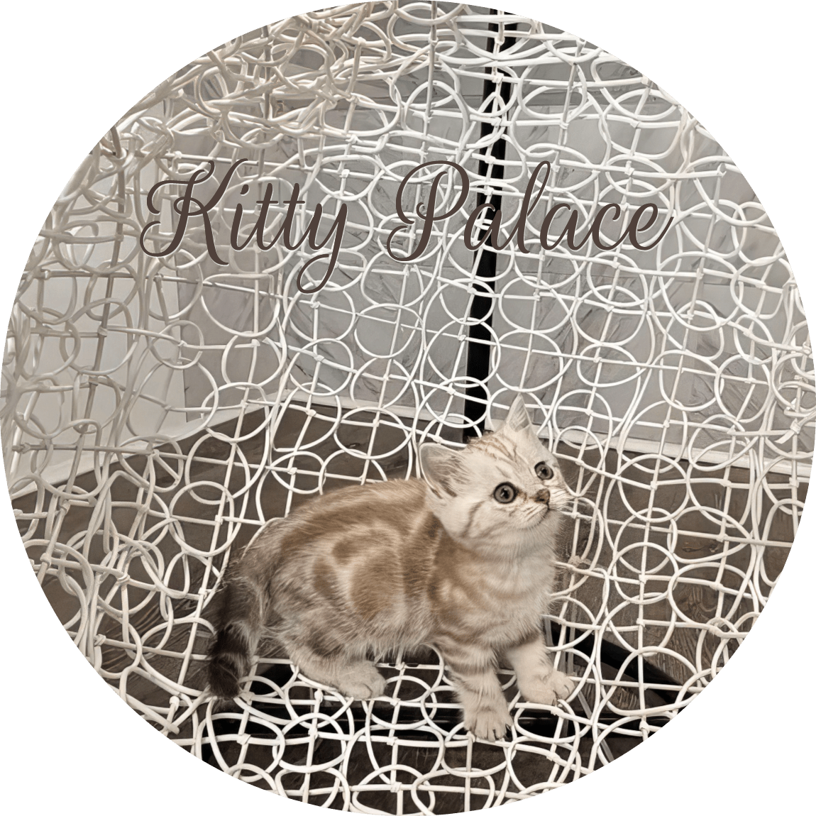 Scottish Straight female kitten Lady looking up on a white wire chair