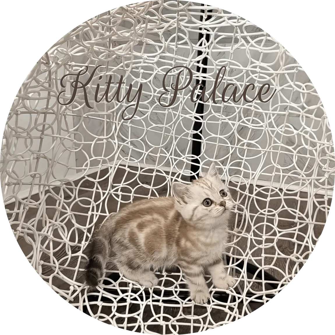 Scottish Straight female kitten Lady looking up on a white wire chair
