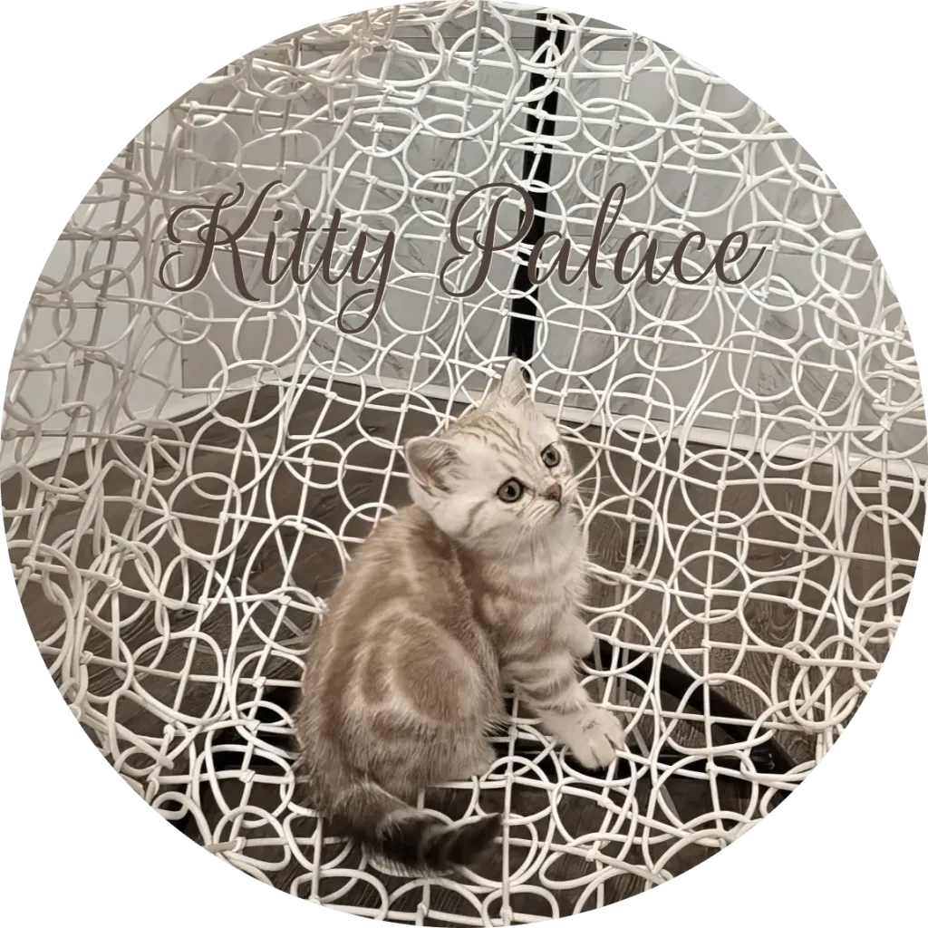 Scottish Straight lilac marble female kitten Lady posing on a white wire chair