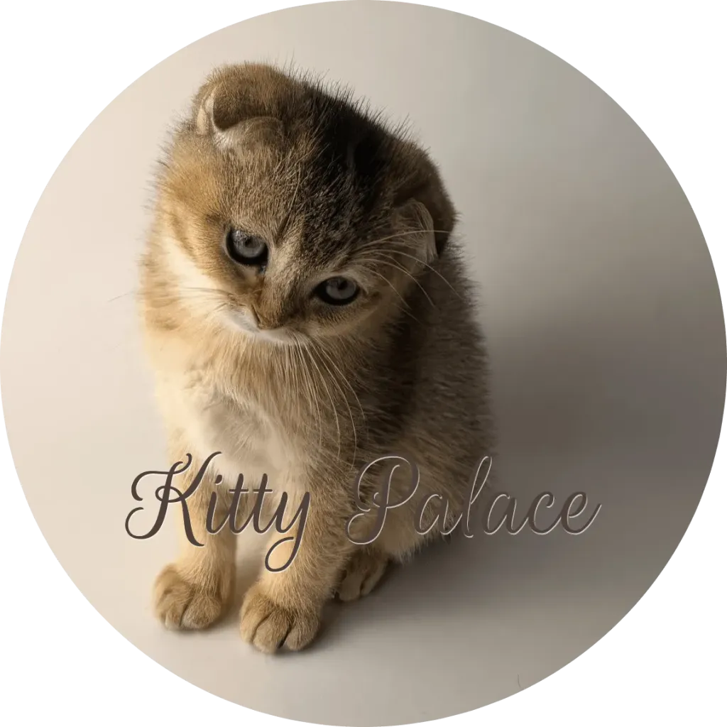 Small fluffy kitten sits with a tilted head and gentle expression in a soft studio portrait