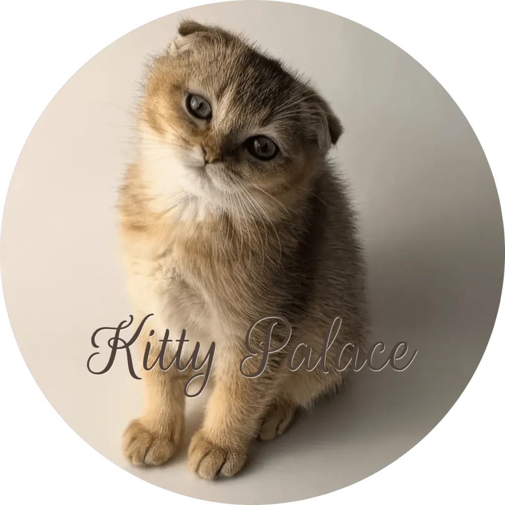 Sweet Scottish Fold kitten tilting its head while sitting on a soft neutral background