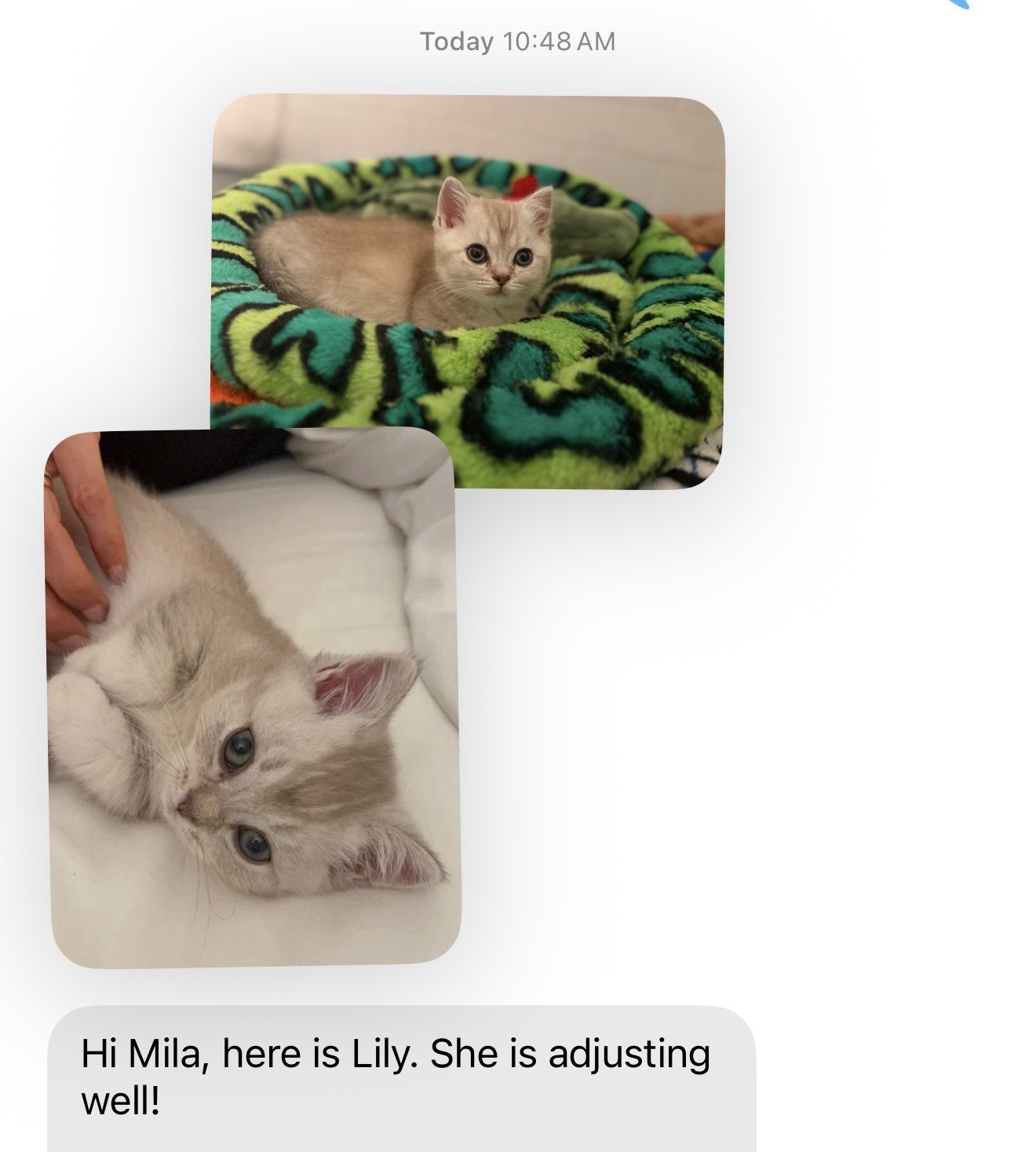 Kitty Palace Cattery - British and Scottish Kittens. Customer reviews. Lady