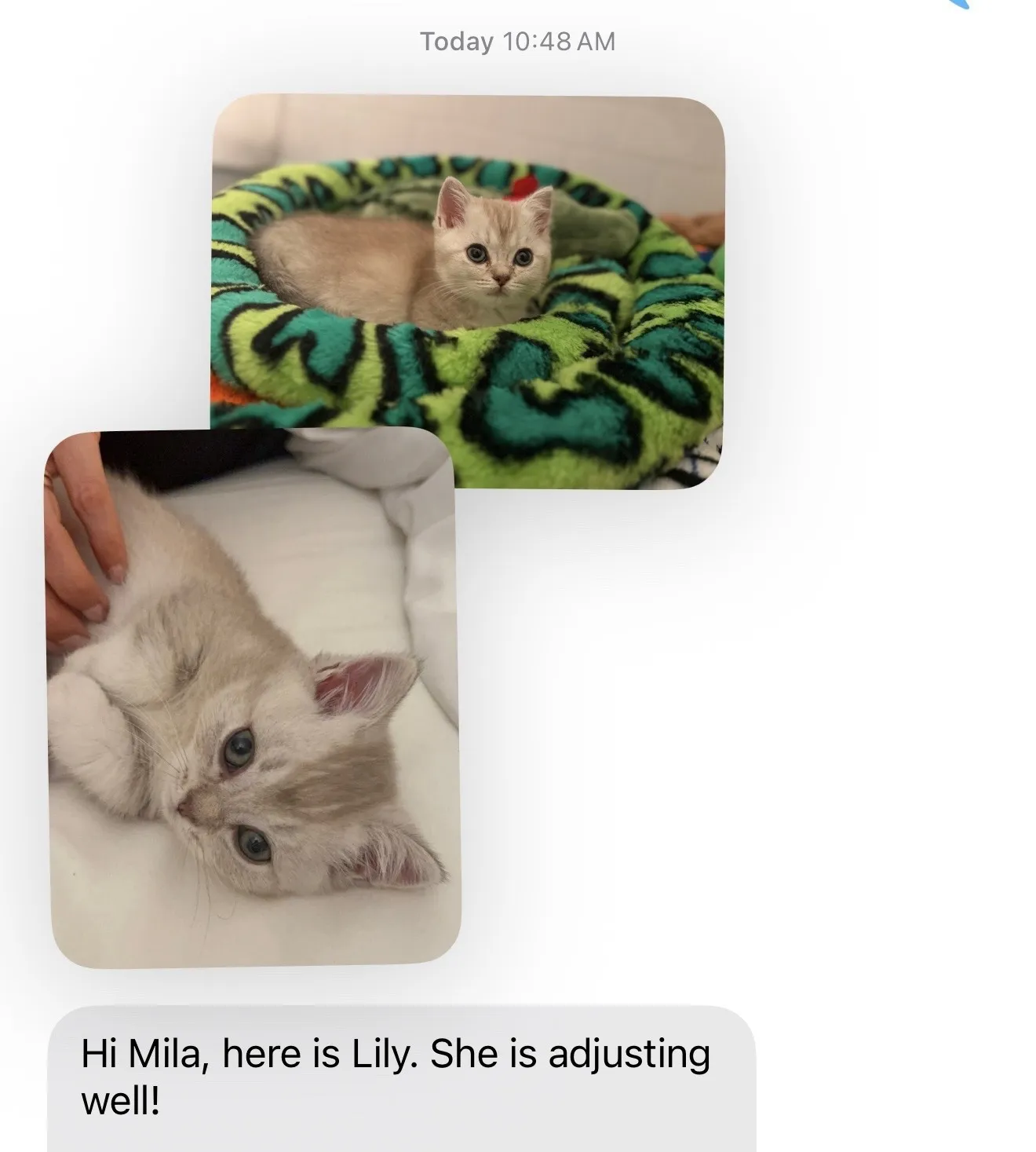 Kitty Palace Cattery - British and Scottish Kittens. Customer reviews. Lady