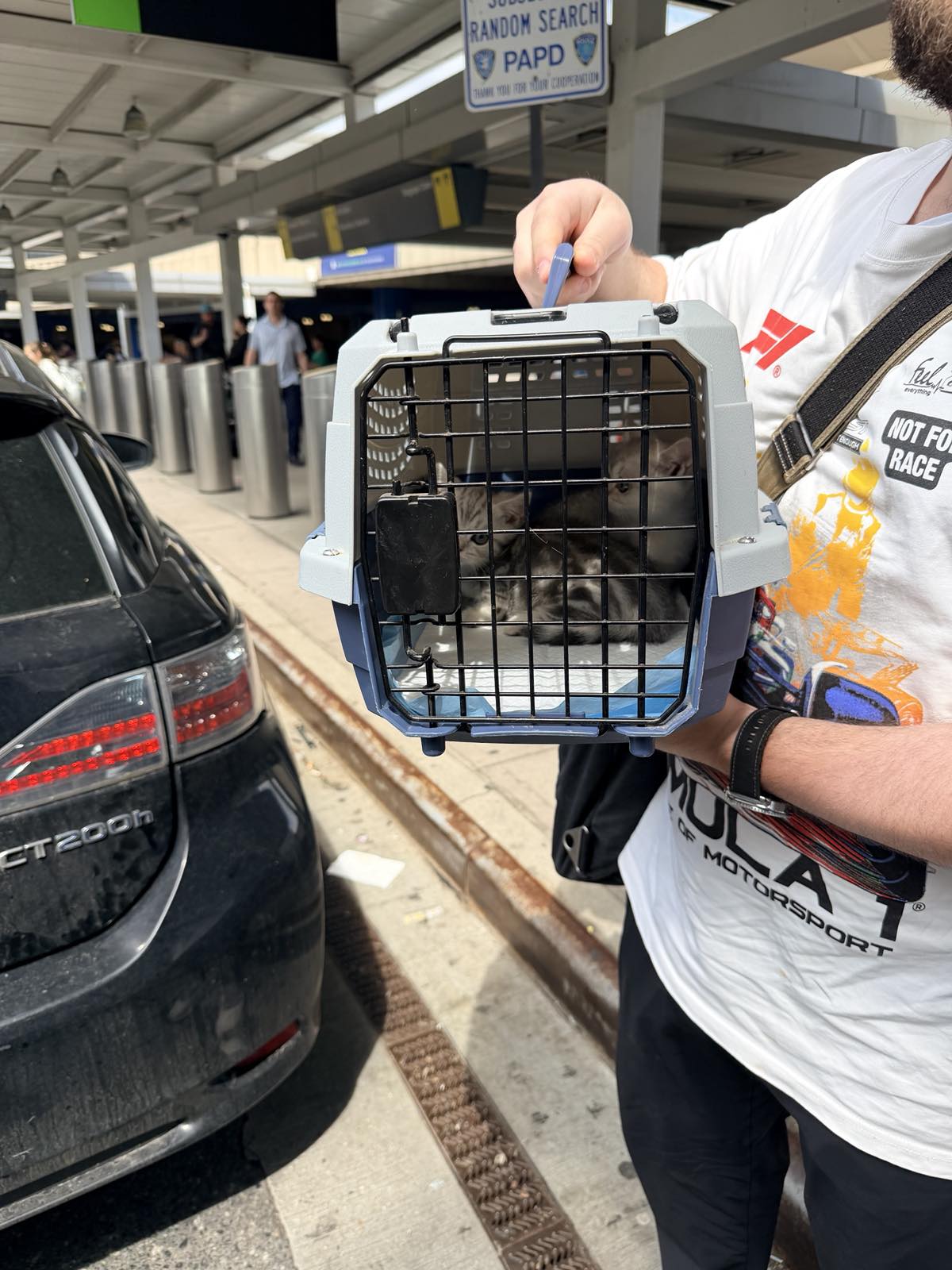 Kitty Palace Cattery - British and Scottish Kittens. Customer reviews. Lady