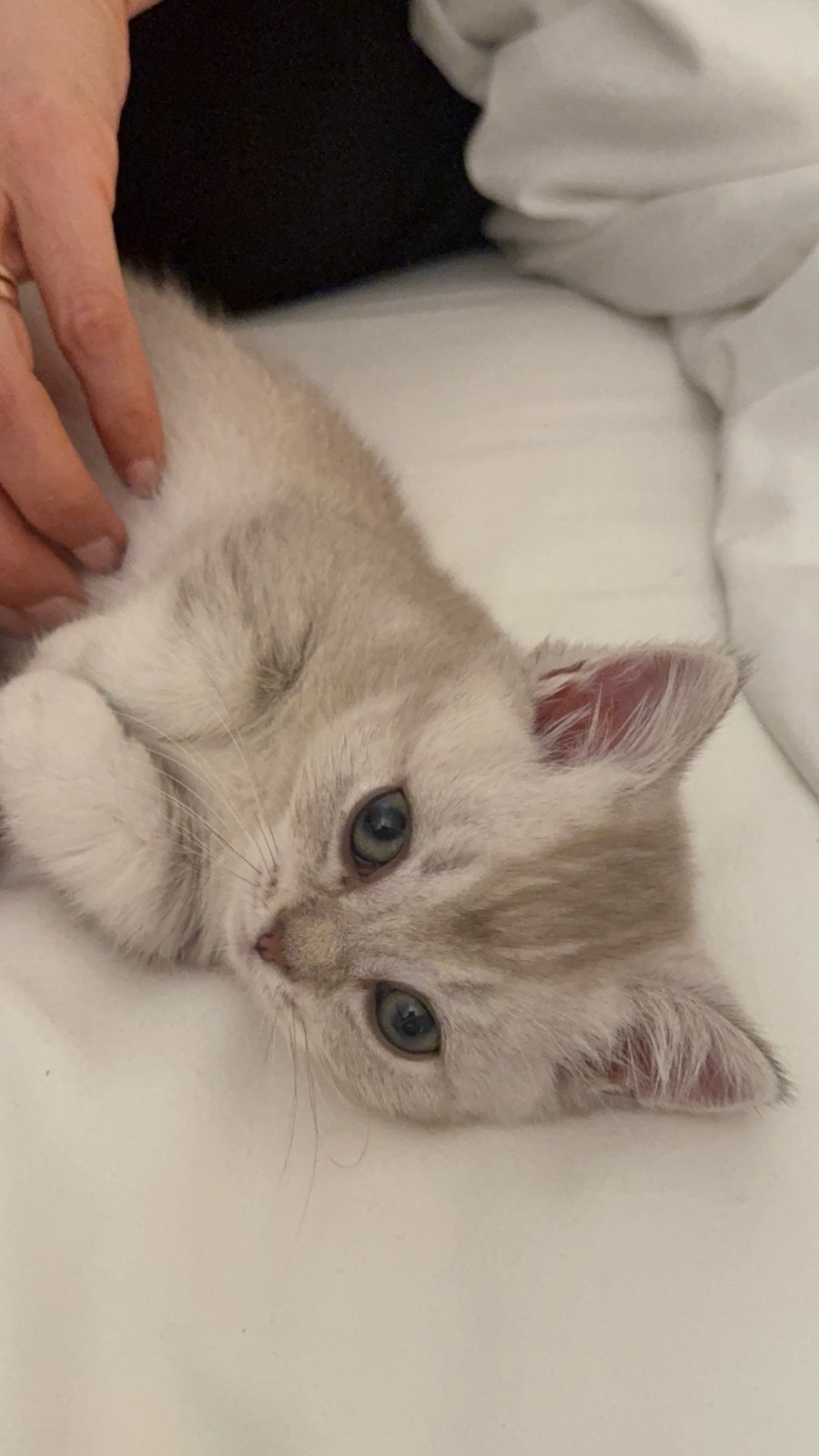 Kitty Palace Cattery - British and Scottish Kittens. Customer reviews. Lady