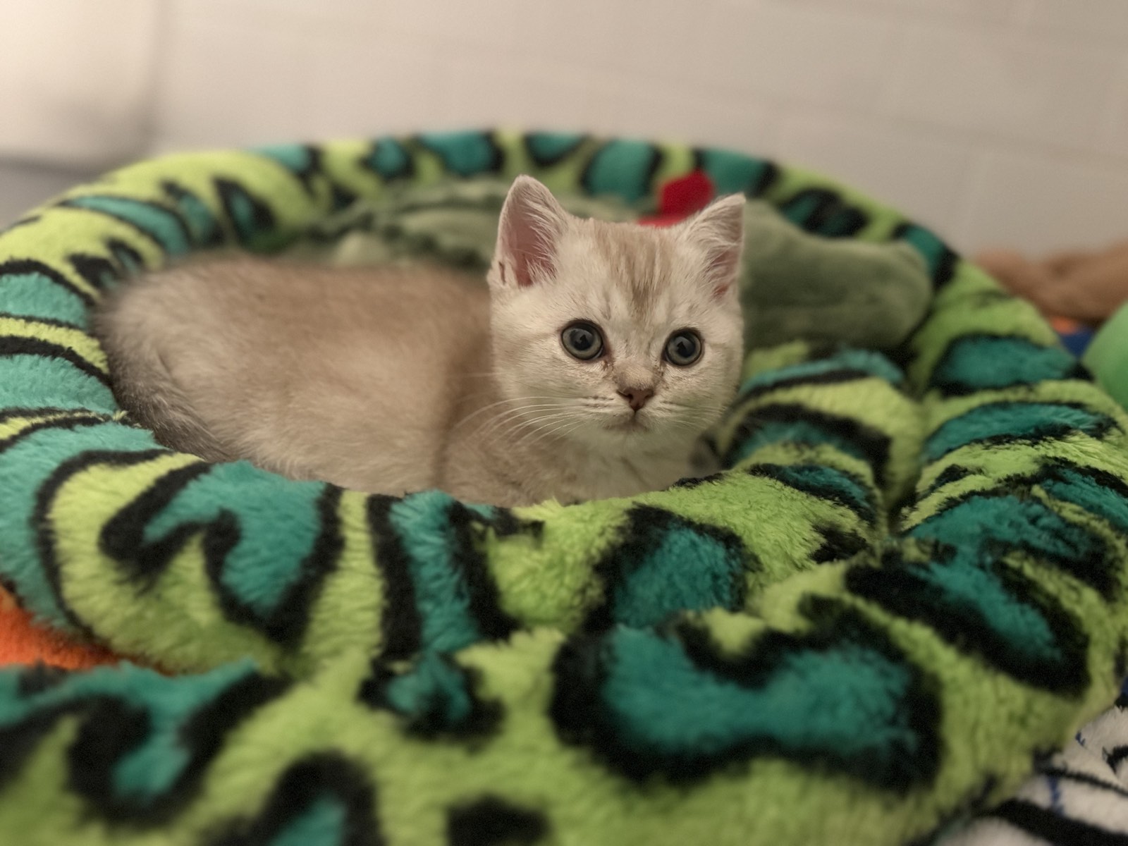 Kitty Palace Cattery - British and Scottish Kittens. Customer reviews. Lady