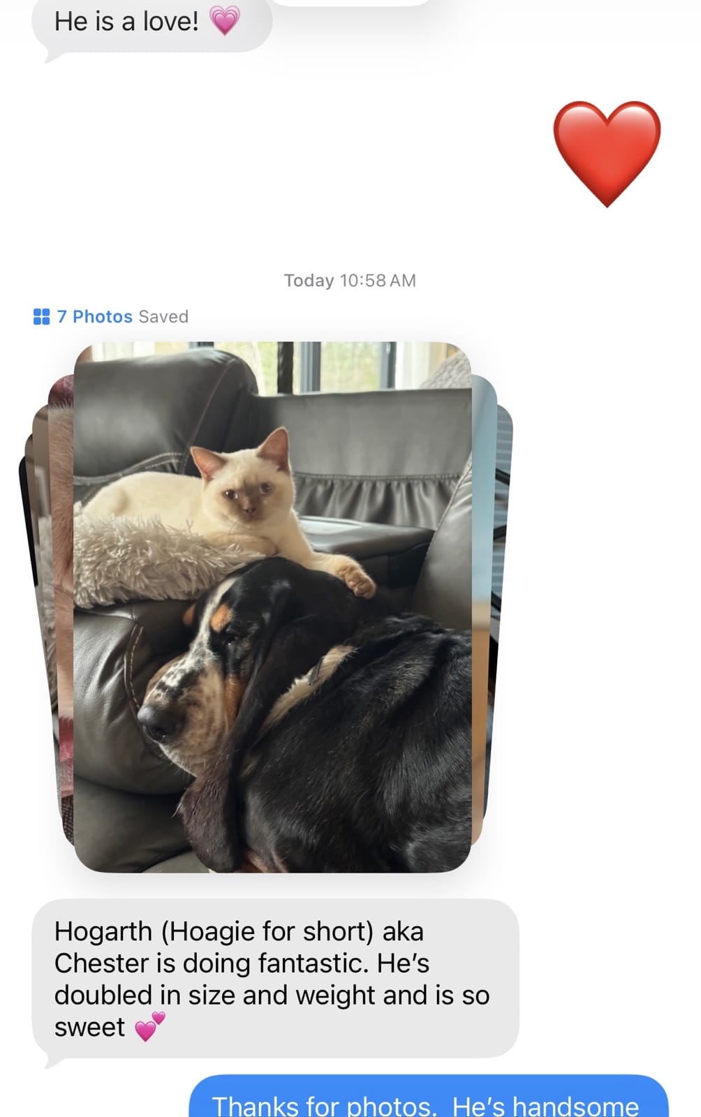 Kitty Palace Cattery - British and Scottish Kittens. Customer reviews. Chester