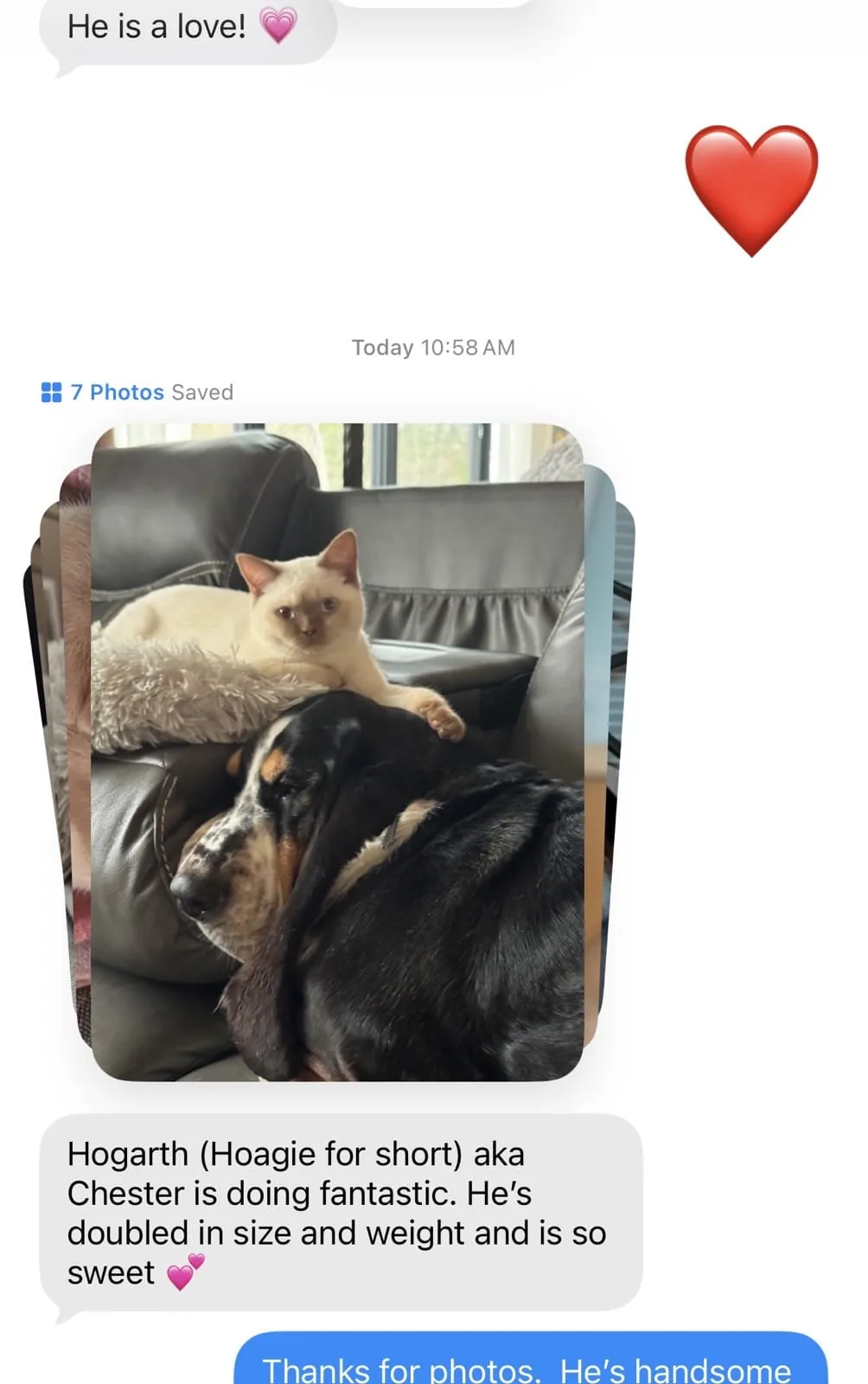 Kitty Palace Cattery - British and Scottish Kittens. Customer reviews. Chester