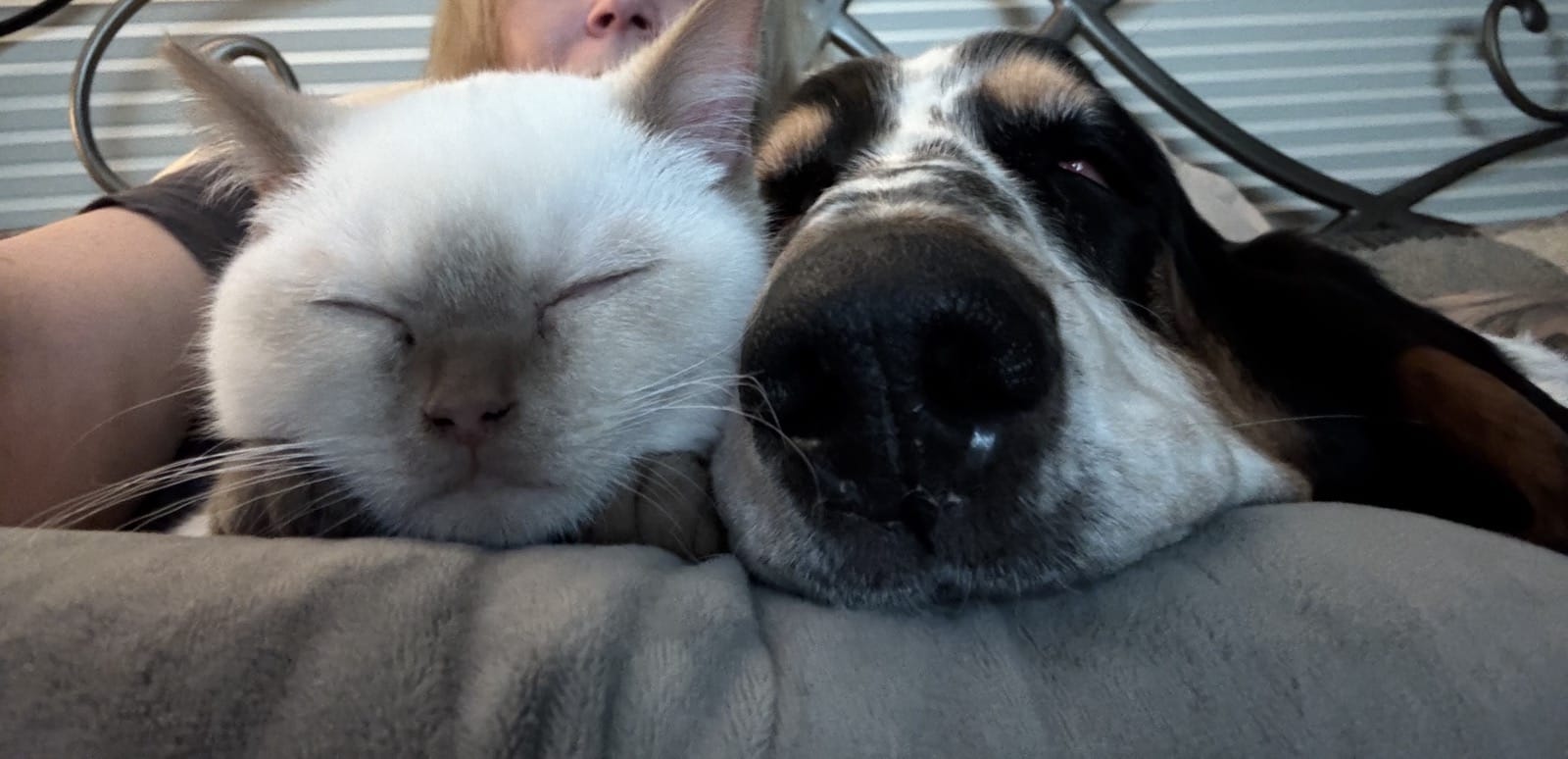 Kitty Palace Cattery - British and Scottish Kittens. Customer reviews. Chester