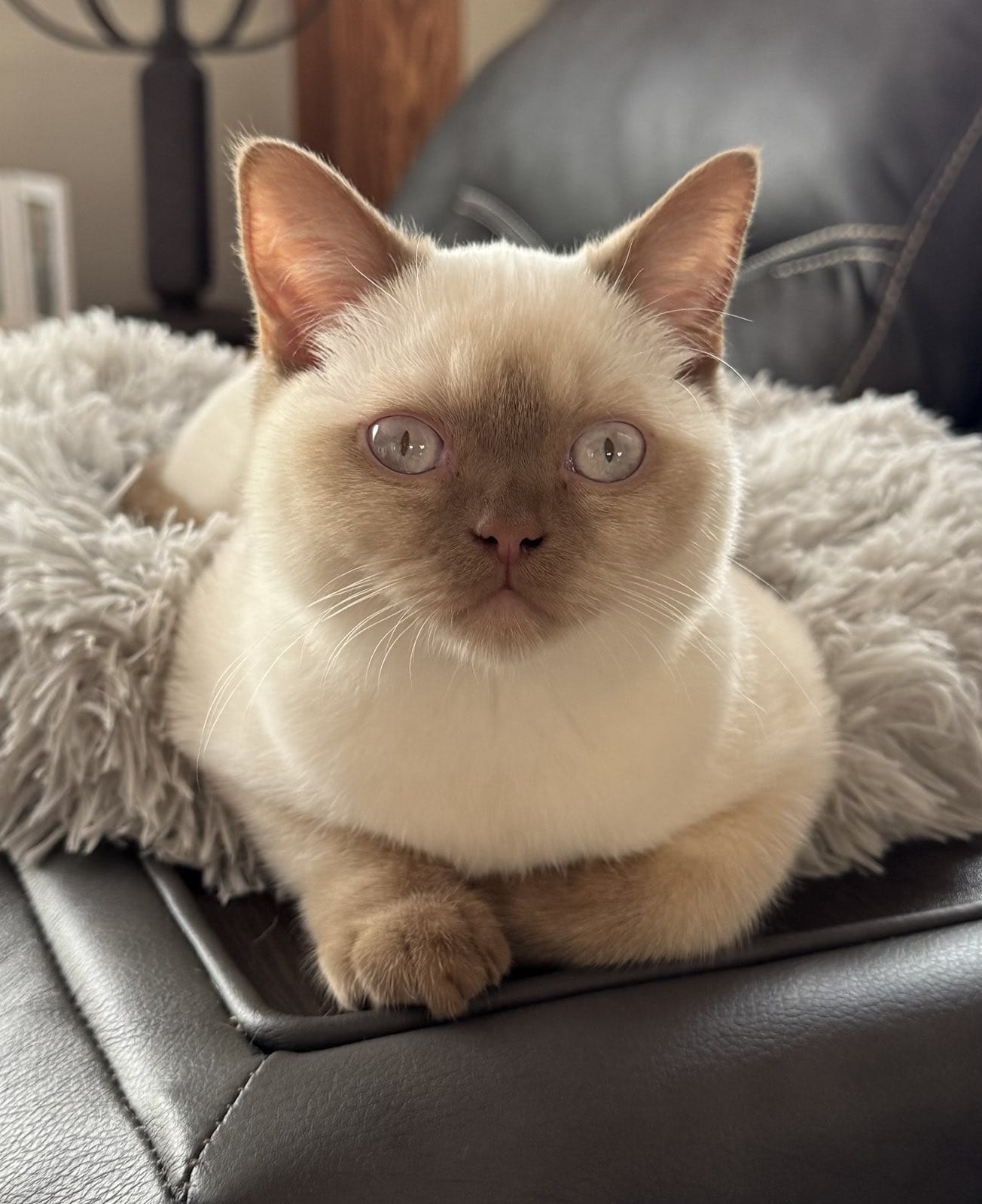 Kitty Palace Cattery - British and Scottish Kittens. Customer reviews. Chester