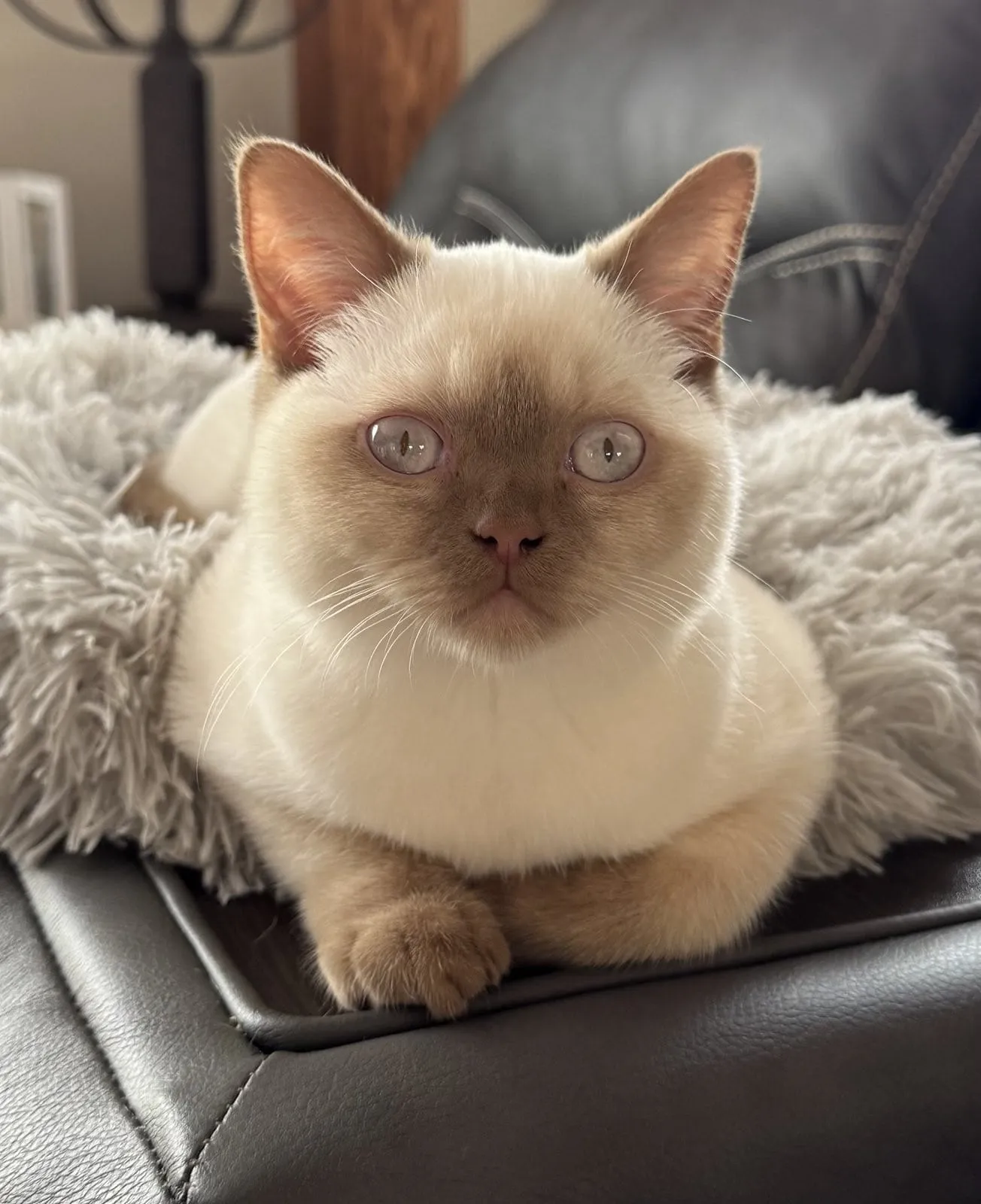 Kitty Palace Cattery - British and Scottish Kittens. Customer reviews. Chester