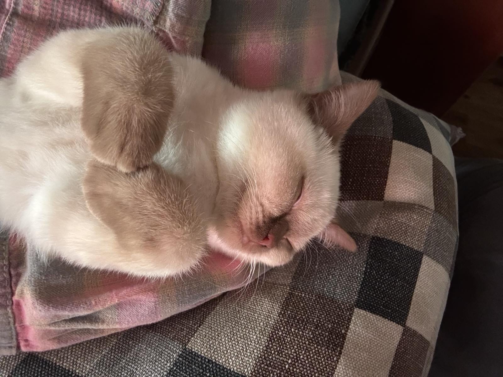 Kitty Palace Cattery - British and Scottish Kittens. Customer reviews. Chester