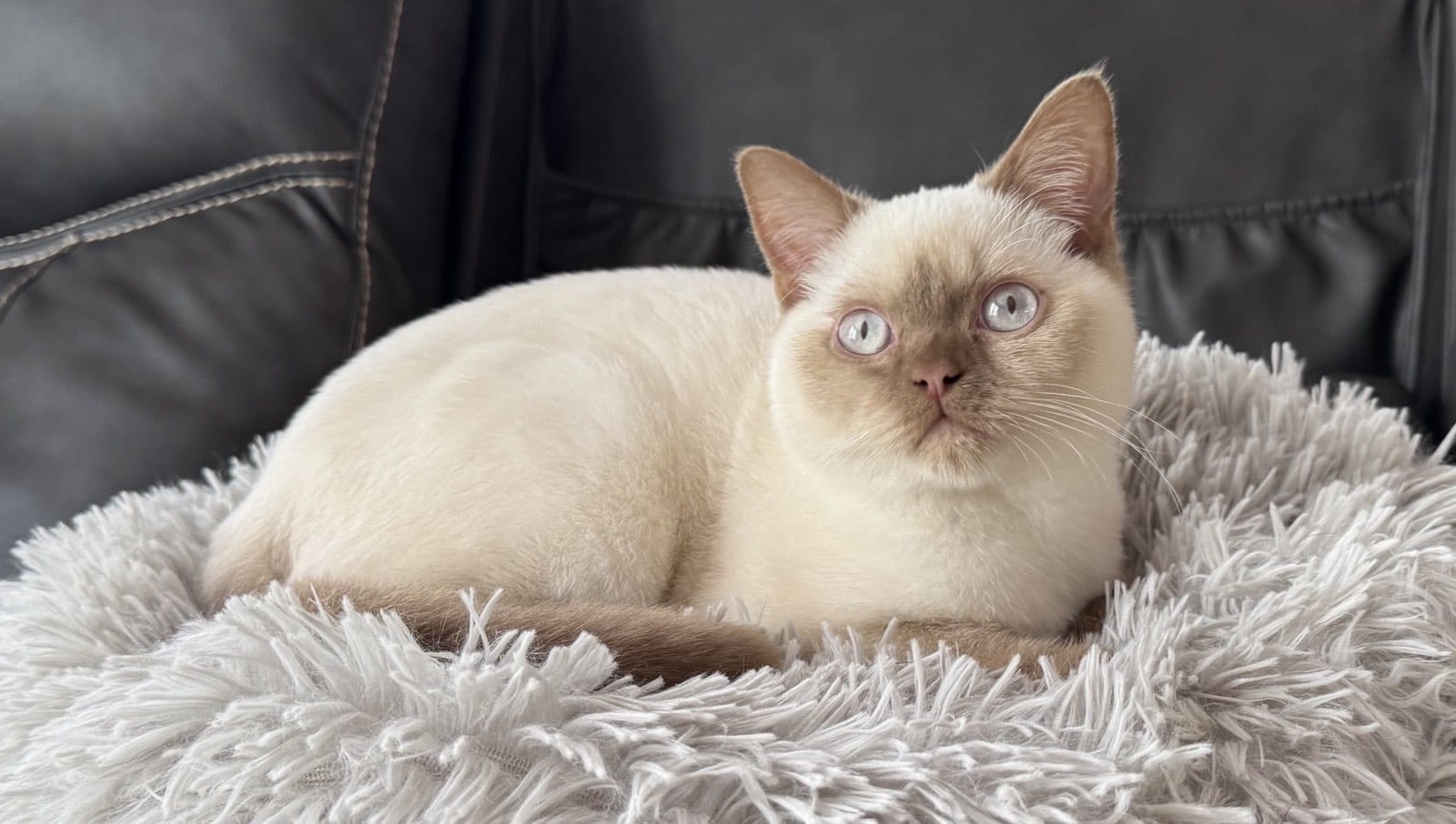 Kitty Palace Cattery - British and Scottish Kittens. Customer reviews. Chester