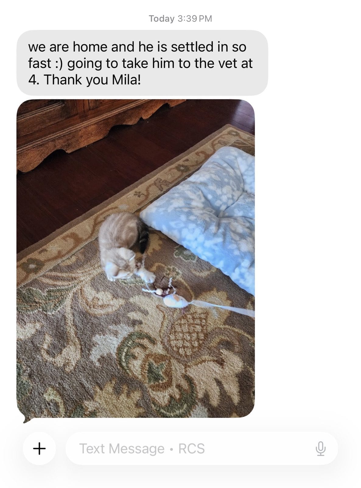 Kitty Palace Cattery - British and Scottish Kittens. Customer reviews. Clive