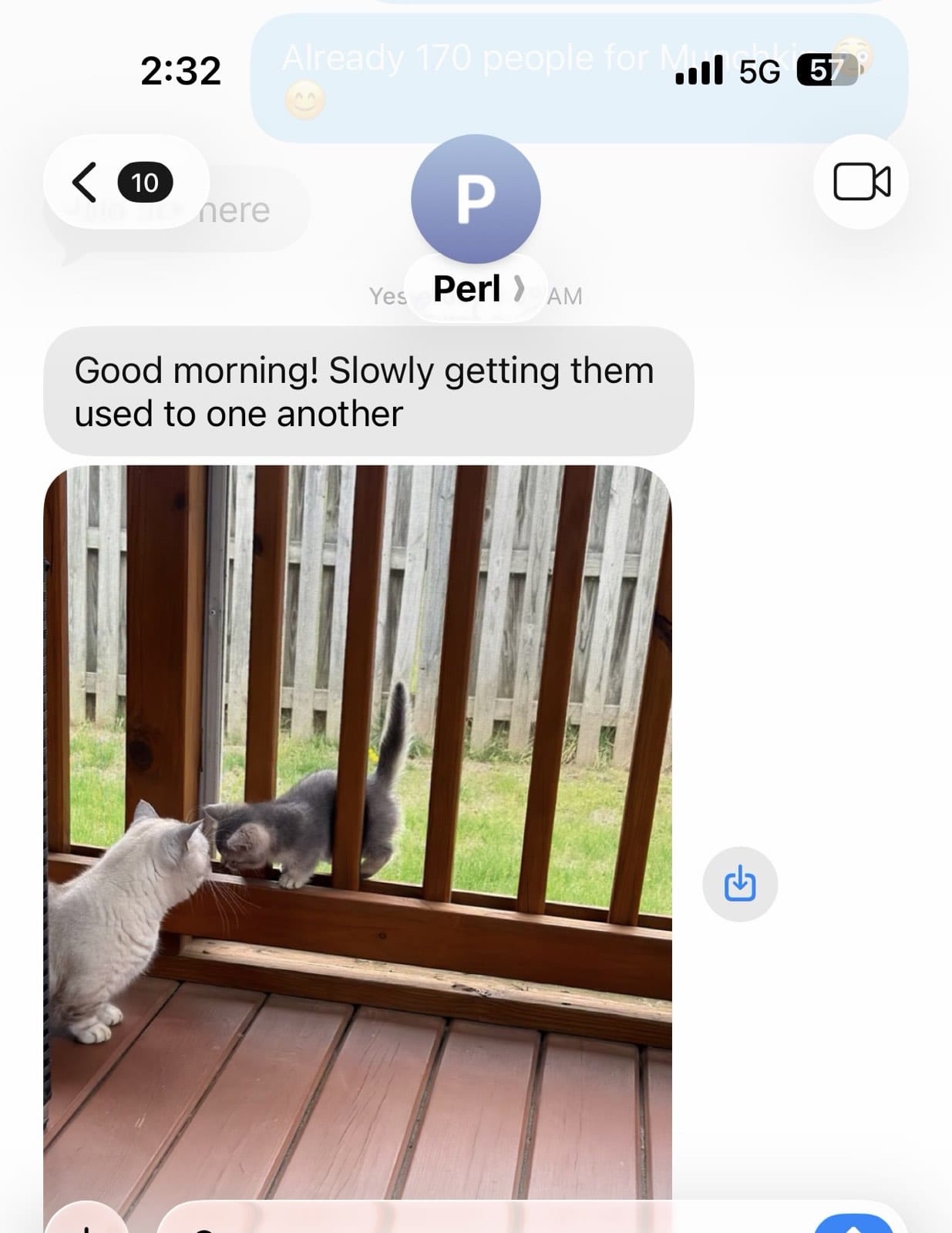 Kitty Palace Cattery - British and Scottish Kittens. Customer reviews. Perl