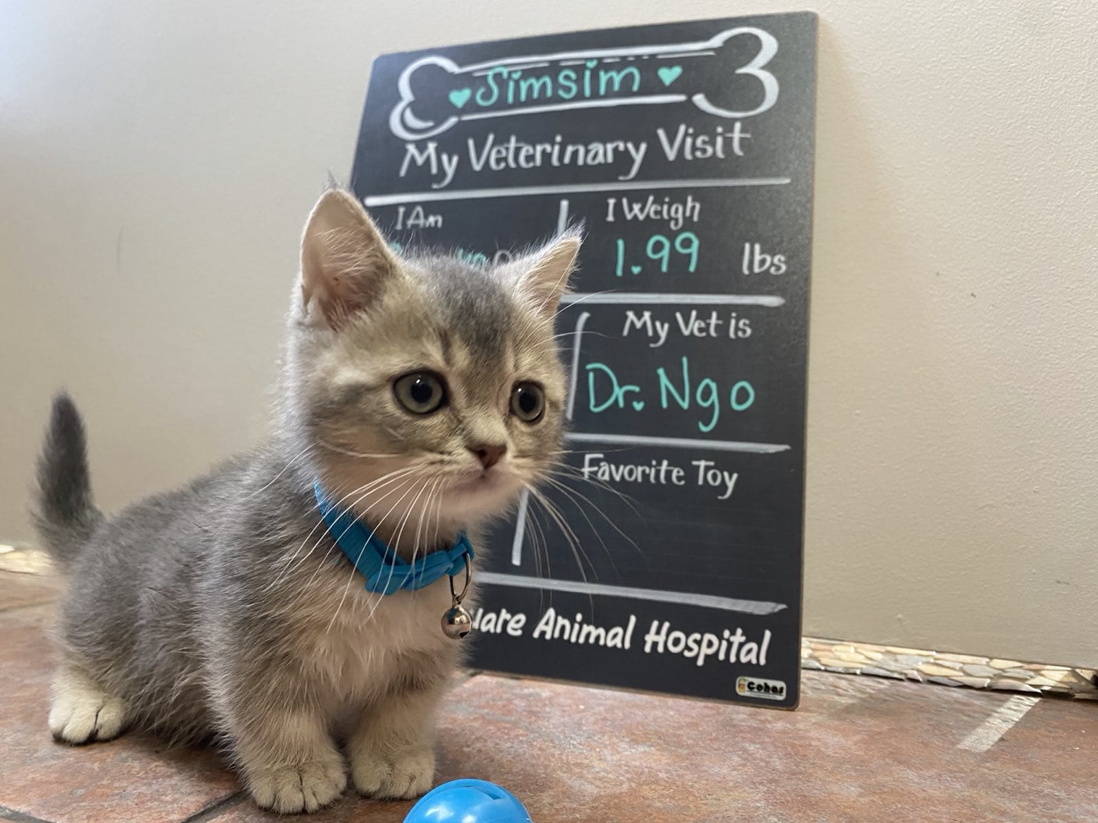 Kitty Palace Cattery - British and Scottish Kittens. Customer reviews. Perl