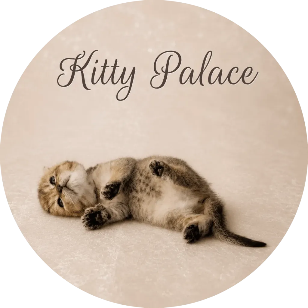Adorable brown tabby kitten lies on its back with paws up, displaying a soft belly and playful expression on a neutral studio background