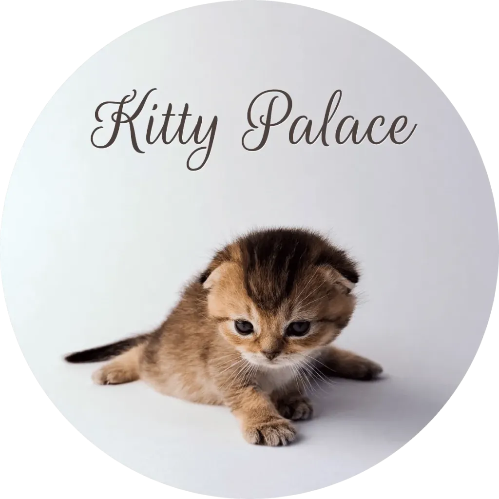 Black golden chinchilla fold kitten crouching low with paws spread, female