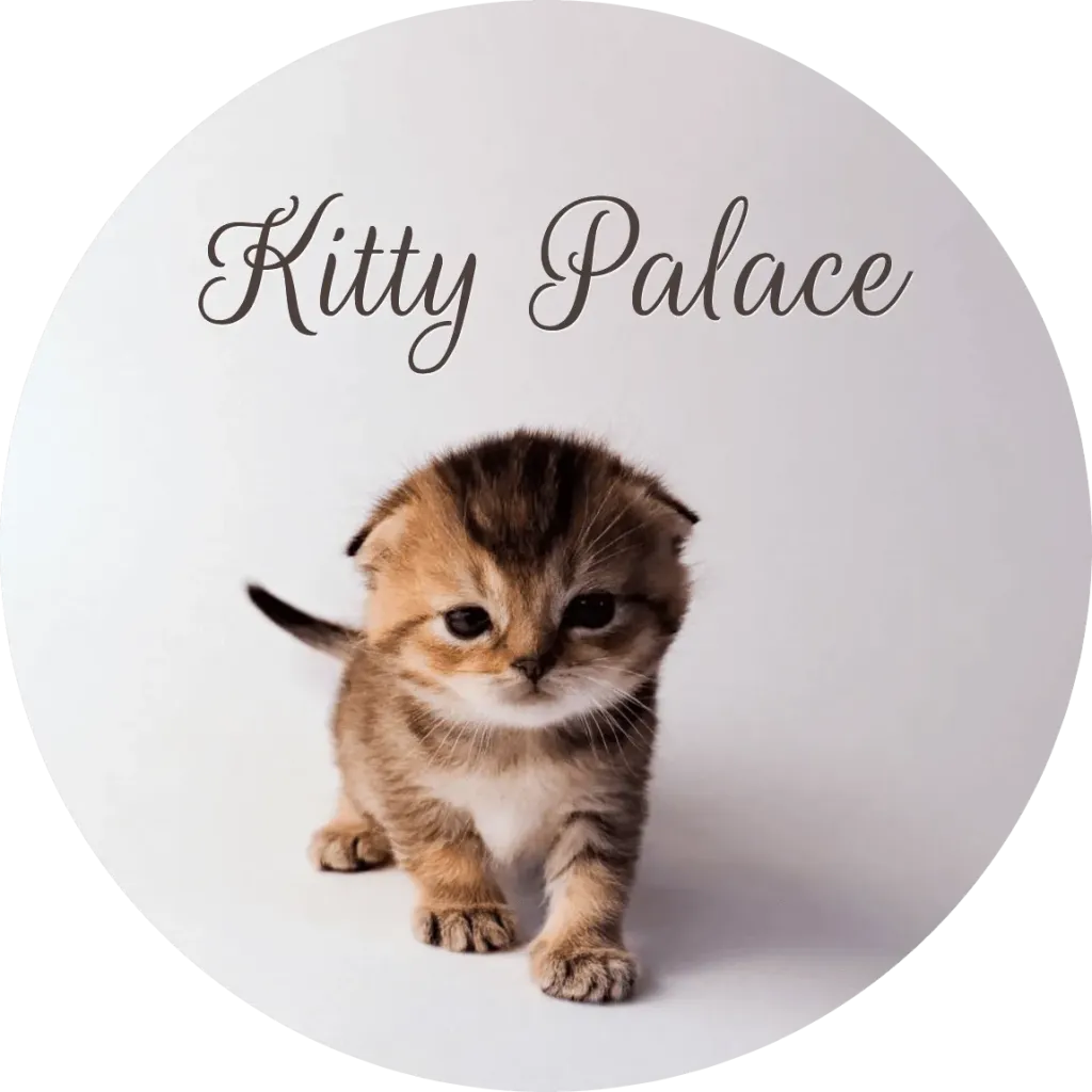 Black golden chinchilla fold kitten stepping forward, tiny female with folded ears