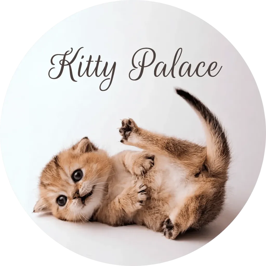 Black golden chinchilla kitten rolling on its back with paw raised, playful straight female