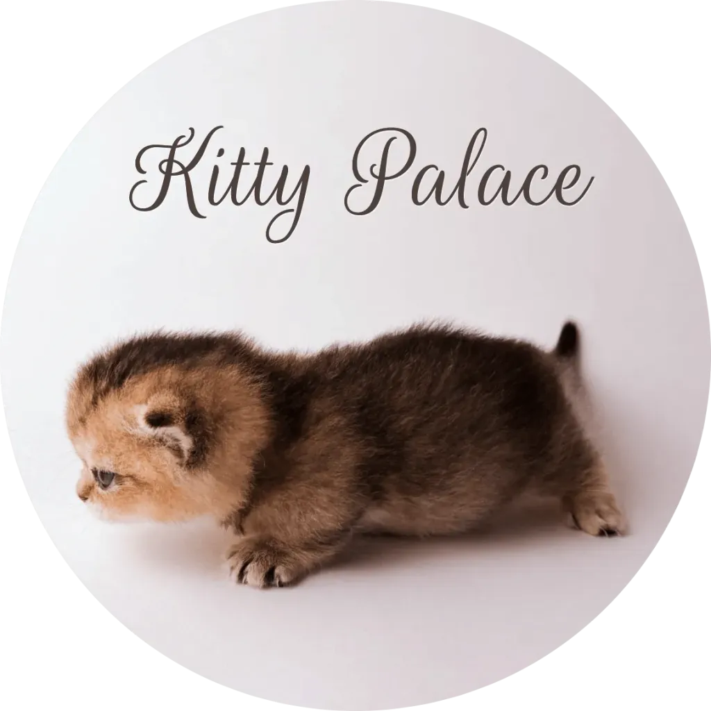 Kitten walking in profile, munchkin fold female