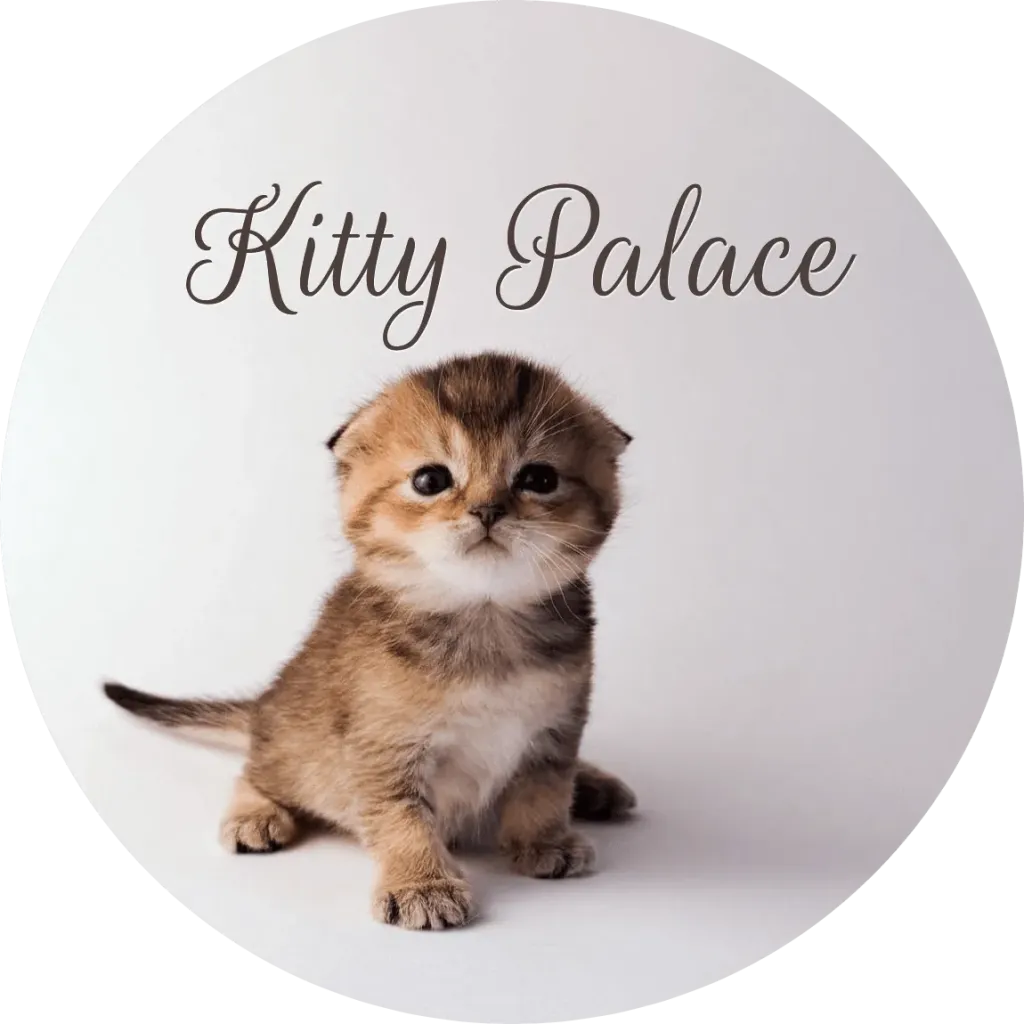 Golden chinchilla scottish fold kitten sitting and looking up, female Elsa