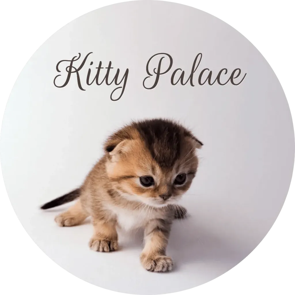 Kitten walking forward with folded ears, Elsa