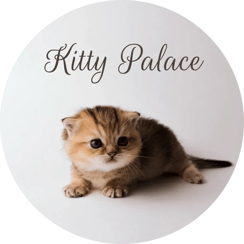 Golden munchkin kitten crouching and looking down, black golden chinchilla Belle