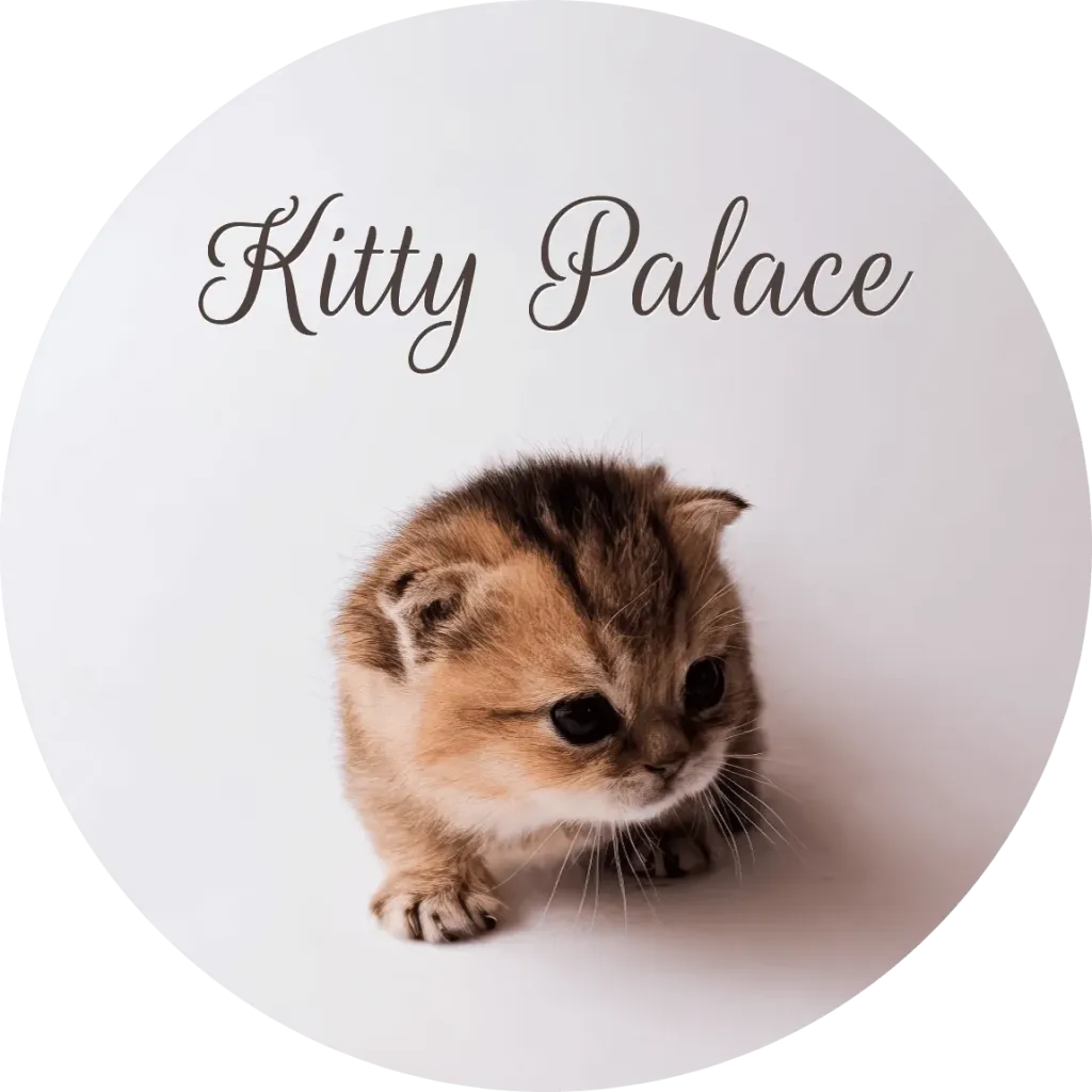 Golden munchkin kitten peeking down shyly, black golden chinchilla Belle