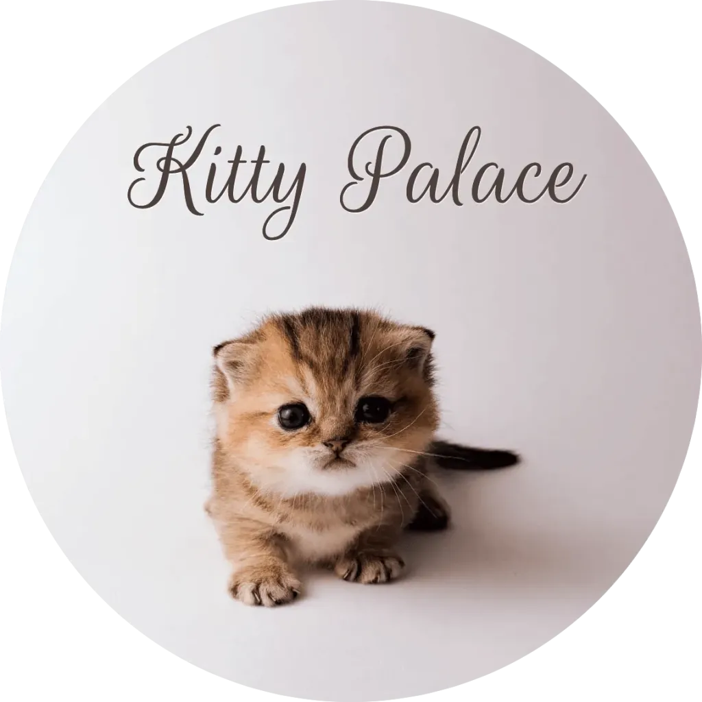 Kitten sitting with tiny paws forward
