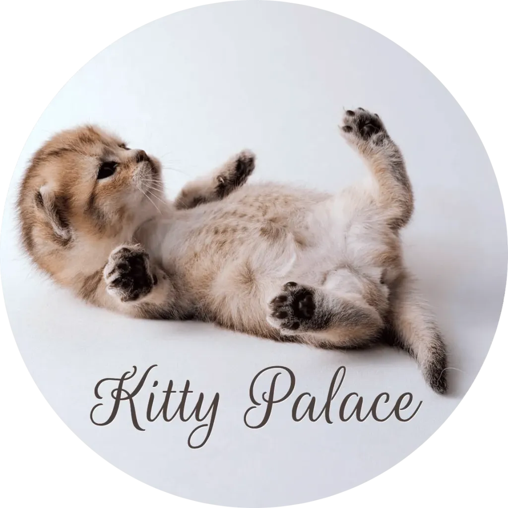 Playful kitten rolling on its back