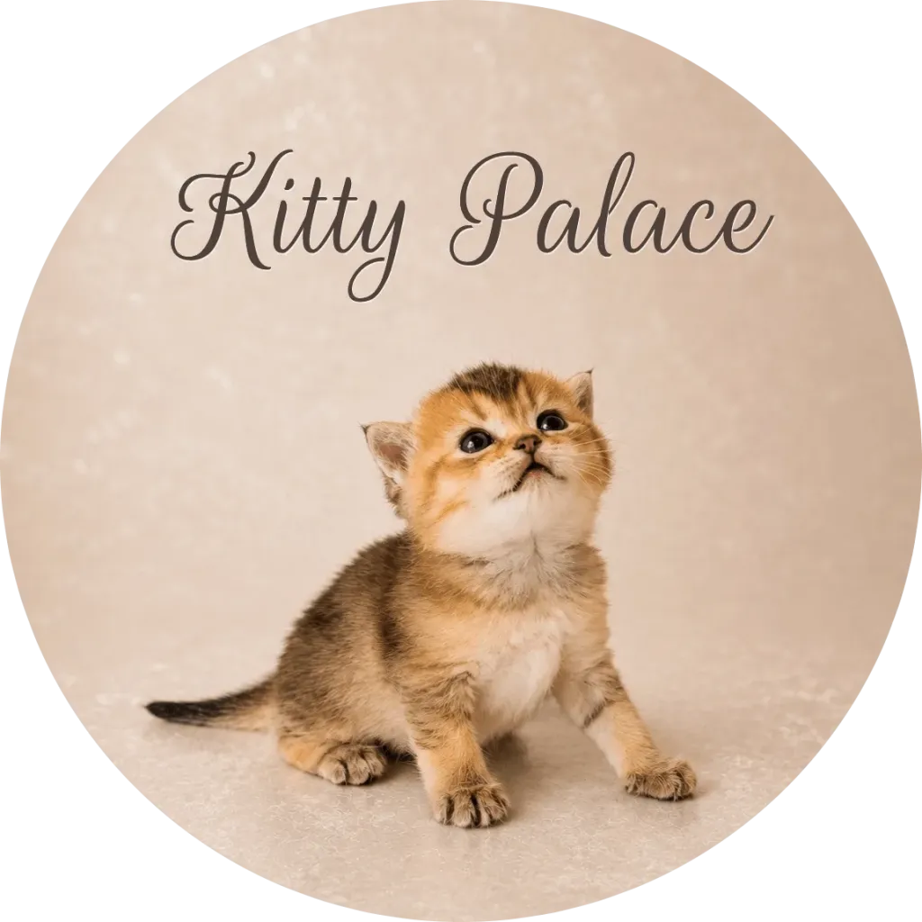 Small golden tabby kitten sits on a neutral backdrop, gazing upward with curious eyes