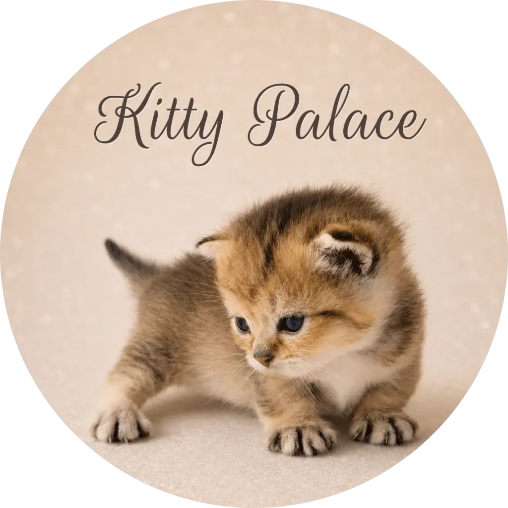 Tiny munchkin black golden kitten with eyes and fluffy fur captured in a soft pastel studio portrait