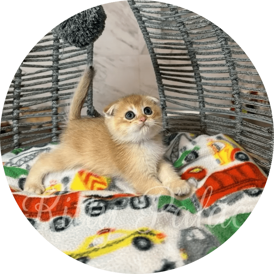 A curious golden kitten lounges on a colorful fleece blanket inside a woven wicker cat bed, gazing upward with wide eyes and a playful