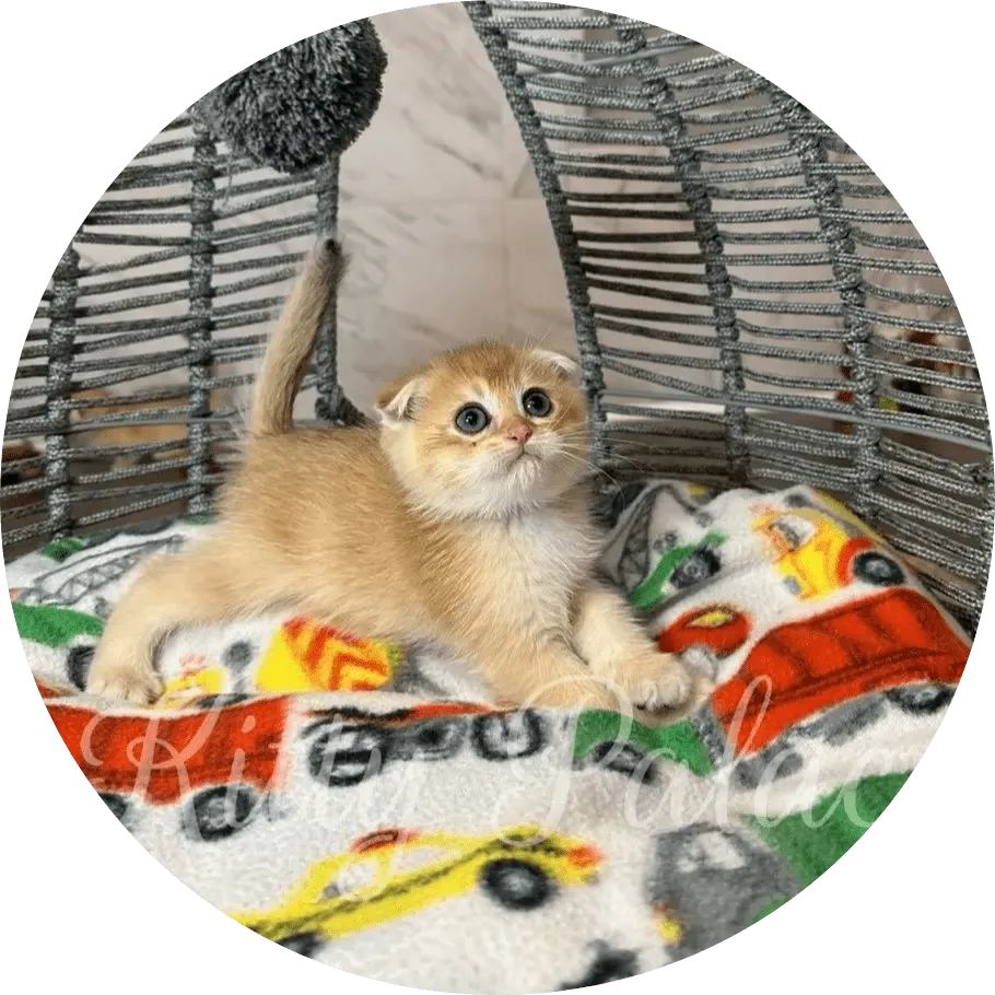A curious golden kitten lounges on a colorful fleece blanket inside a woven wicker cat bed, gazing upward with wide eyes and a playful