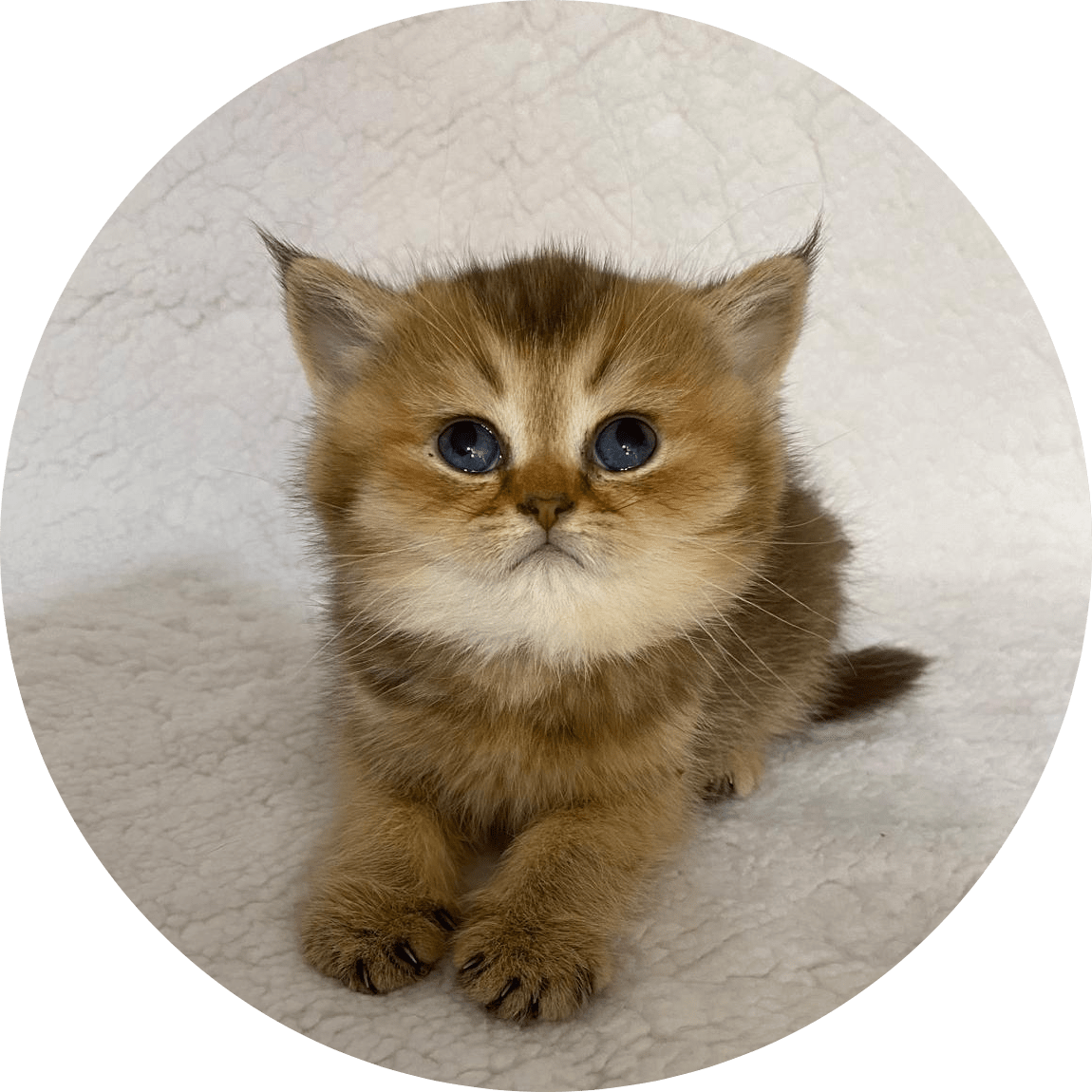 A fluffy golden-brown kitten with striking blue eyes lies on a soft white blanket, gazing upward with an innocent