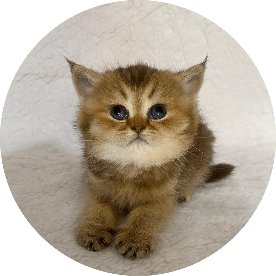 A fluffy golden-brown kitten with striking blue eyes lies on a soft white blanket, gazing upward with an innocent