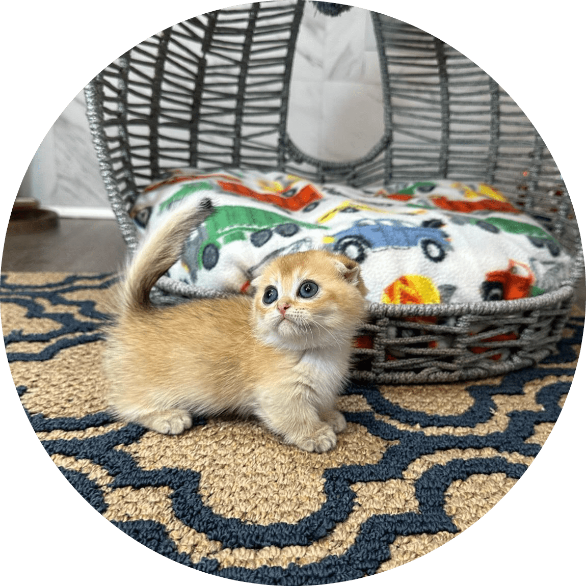 A small golden kitten with bright eyes explores a cozy woven cat bed and colorful blanket on a patterned rug