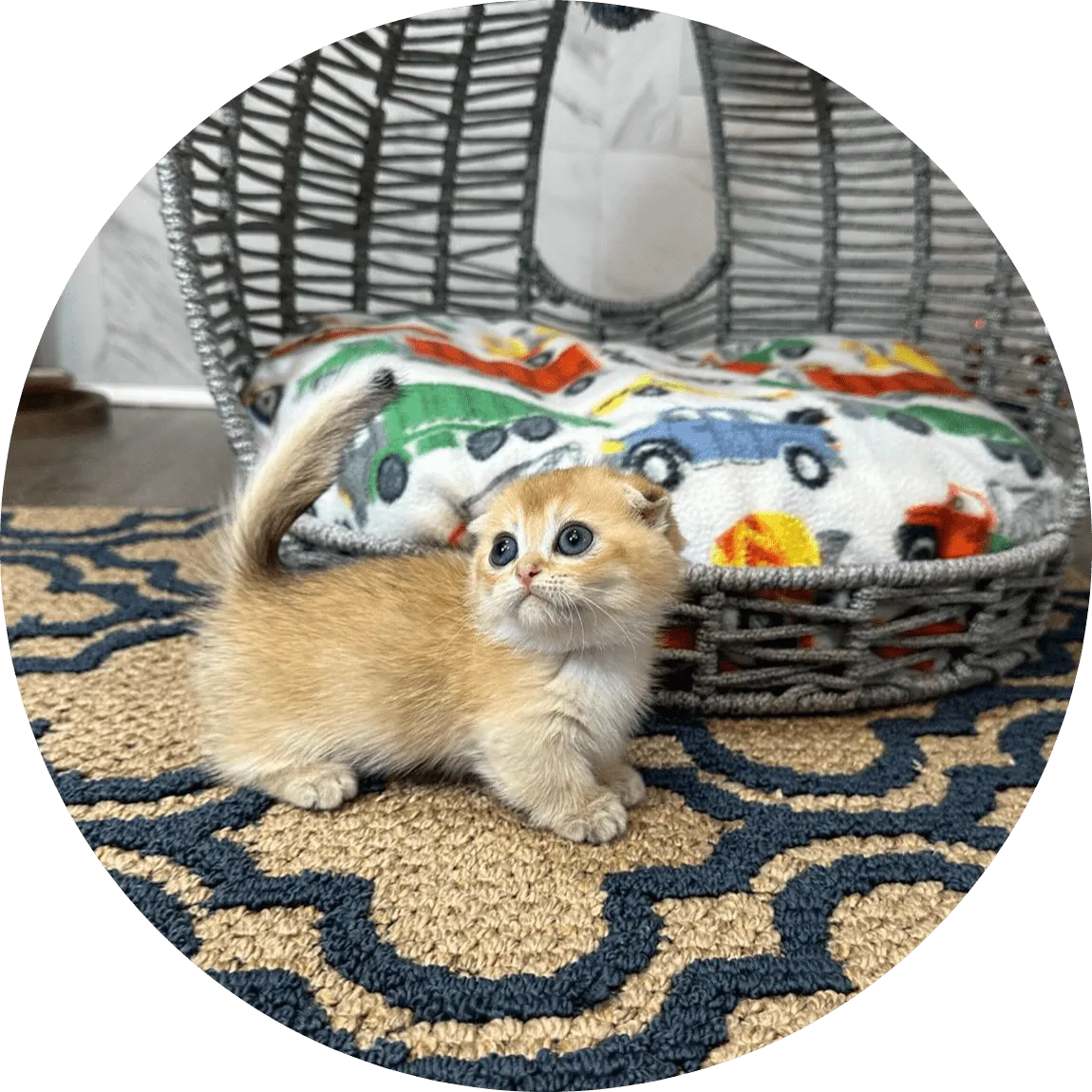 A small golden kitten with bright eyes explores a cozy woven cat bed and colorful blanket on a patterned rug