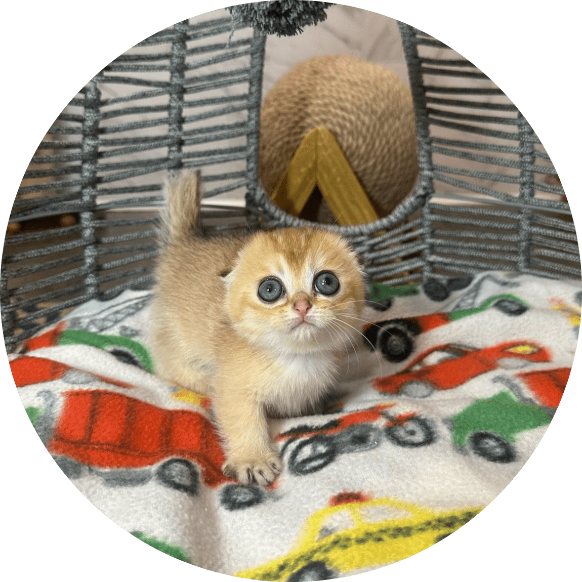 A small golden kitten with wide blue eyes looks up while resting on a colorful vehicle-print blanket inside a woven hammock-style cat bed
