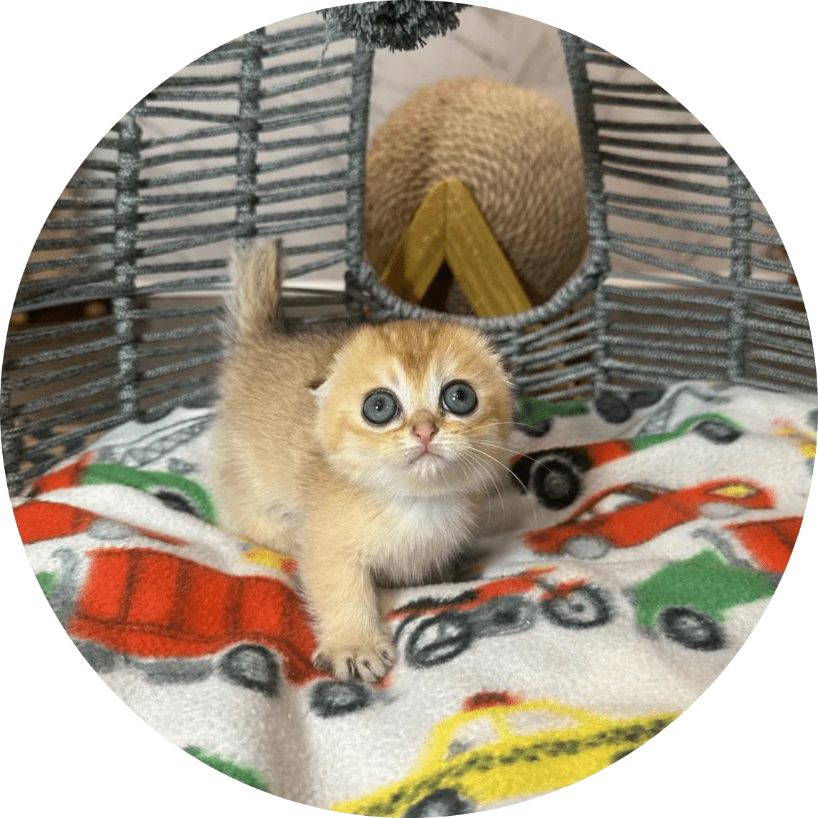 A small golden kitten with wide blue eyes looks up while resting on a colorful vehicle-print blanket inside a woven hammock-style cat bed