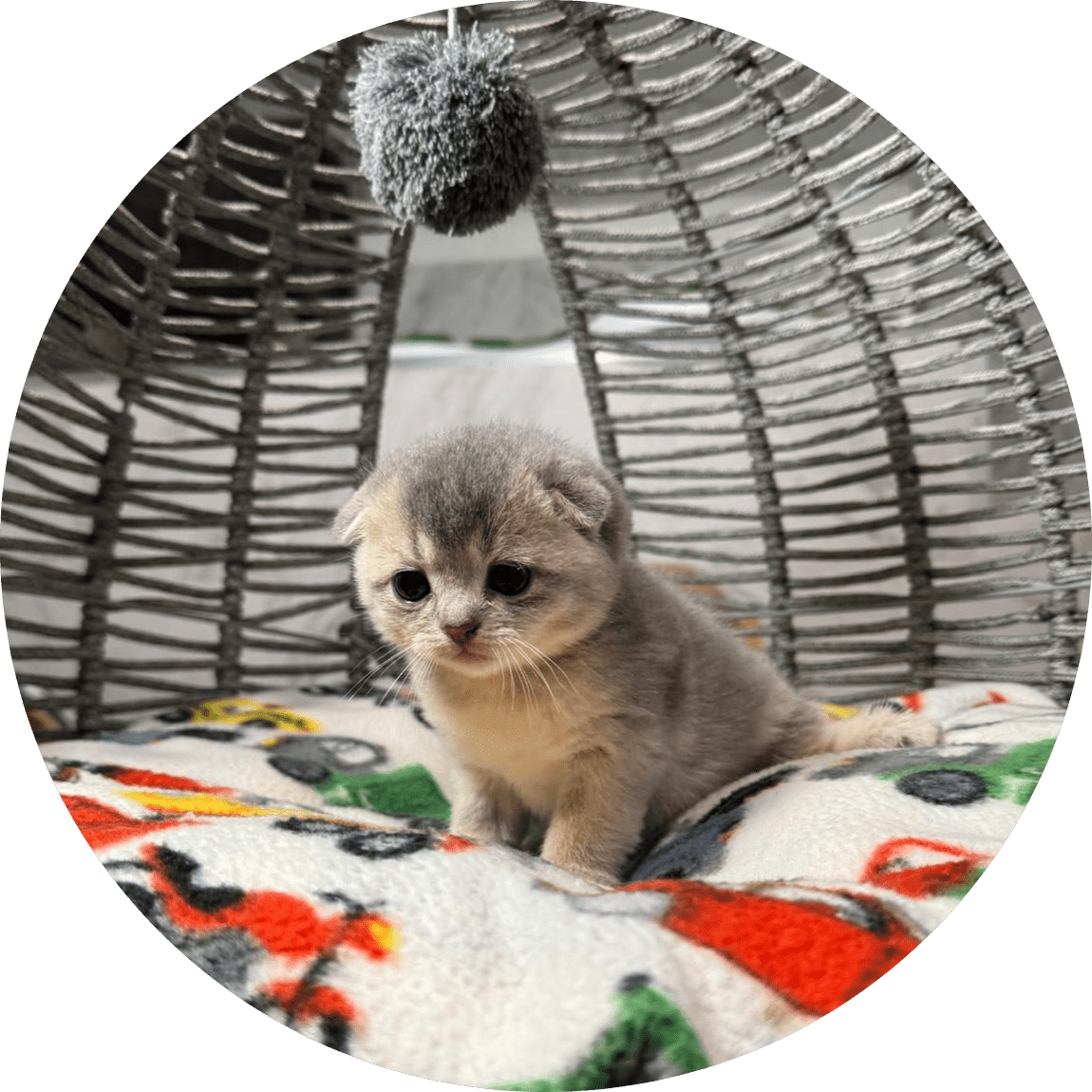 A tiny gray kitten sits on a colorful fleece blanket inside a woven cat bed, looking curious and cozy