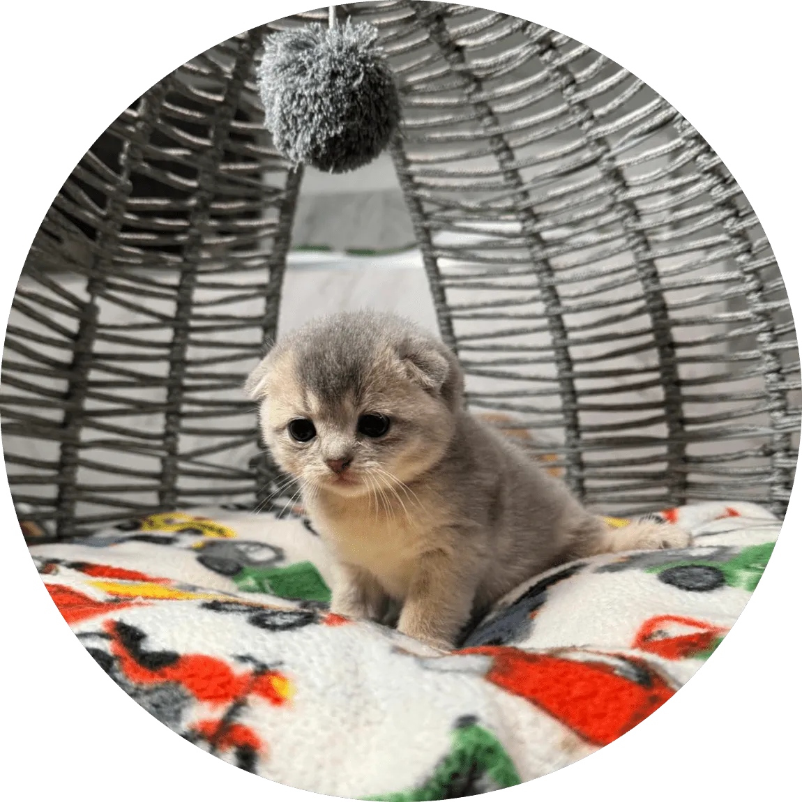 A tiny gray kitten sits on a colorful fleece blanket inside a woven cat bed, looking curious and cozy