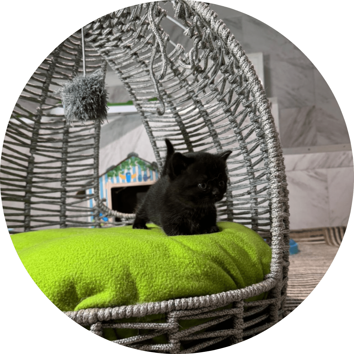Adorable black kitten perched on a bright green cushion inside a woven basket cat bed, conveying cozy