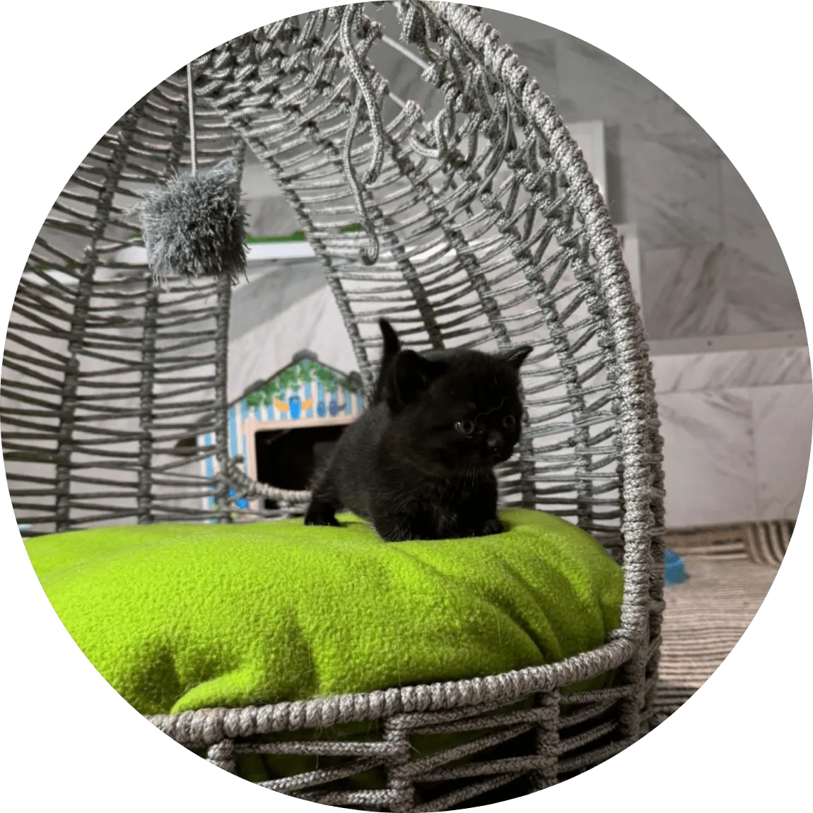 Adorable black kitten perched on a bright green cushion inside a woven basket cat bed, conveying cozy