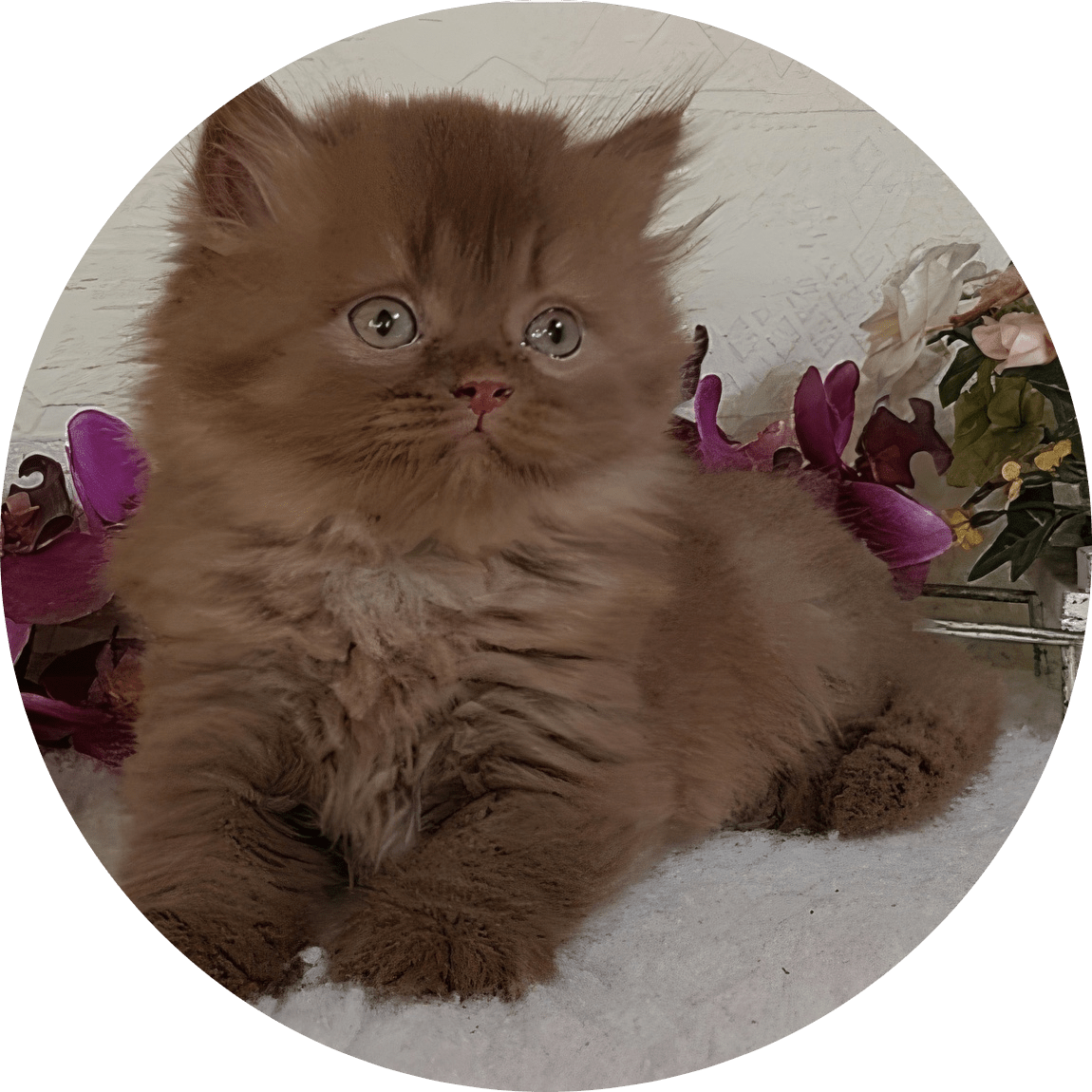 Adorable fluffy chocolate kitten lies on a soft white blanket beside delicate flowers, offering a cozy indoor portrait that conveys warmth