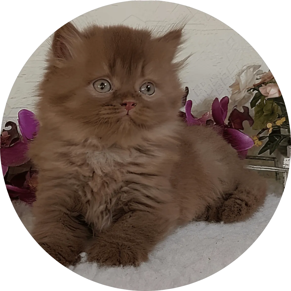 Adorable fluffy chocolate kitten lies on a soft white blanket beside delicate flowers, offering a cozy indoor portrait that conveys warmth